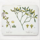 Search for fig electronics Botanical