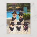 Search for lab dog invitations Dogs