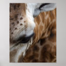 Search for giraffe face posters Zoo