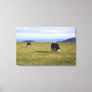 Search for devon cows Horizontal