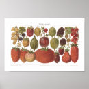 Search for berry posters Fruit