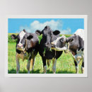 Search for bovine posters Rural