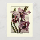 Search for wild orchid postcards Botanical