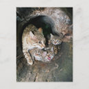 Search for wildcat postcards Asian