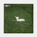 Search for lamb magnets Baby