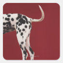 Search for black tailed stickers Mammal