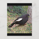 Search for larks postcards Bird