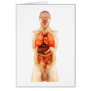 Search for human body organs Illustration