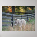 Search for donkeys posters Burros
