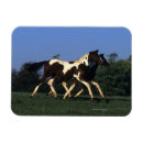 Search for yearling Equestrian