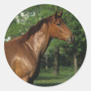 Search for thoroughbred stickers Flowers