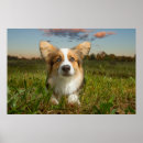 Search for the yard posters Puppy