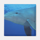 Search for bottlenose dolphin magnets Fin