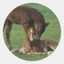 Search for morgan stickers Equestrian