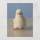 Search for 1 3 postcards Photography