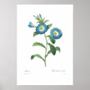 Search for convolvulus Flowers