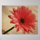 Search for gerberas art Photography
