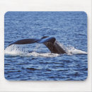 Search for humpback whale mouse mats Mammal
