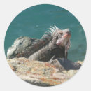 Search for green iguana stickers Tropical