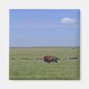 Search for tallgrass Kansas