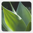 Search for madeira stickers Green