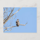 Search for eagle hunter postcards Raptor