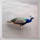 Search for peafowl posters Peacock