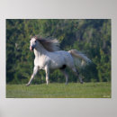 Search for lusitano posters Running