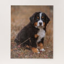 Search for bernese mountain dog puzzles Animal