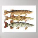 Search for pike fishing posters Thom