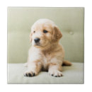 Search for couch coasters Puppy