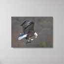 Search for bald eagles canvas prints Predator