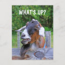 Search for farm vertical postcards Barnyard