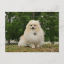 Search for spitz dog postcards Loulou