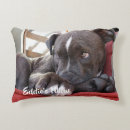 Search for pitbull cushions Dog