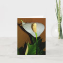 Search for peace lily flower cards Floral