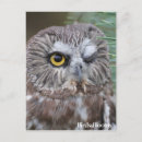 Search for bird watcher vertical postcards Birds of prey