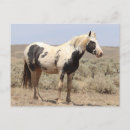 Search for wild donkeys postcards Outdoor wildlife photography