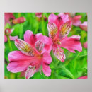 Search for alstroemeria posters Pink