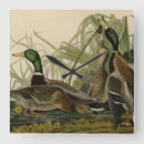 Search for anas art Bird