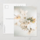 Search for prunus postcards Flower