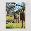 Search for parent postcards Bird