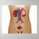 Search for large intestines posters Organ