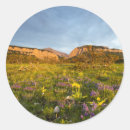 Search for lewis and clark stickers Arrowleaf balsamroot