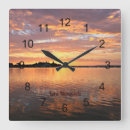 Search for australia clocks Nature