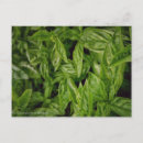 Search for basil postcards Photography