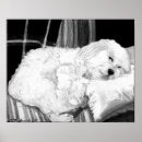 Search for cockapoo posters Dog