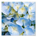 Search for hydrangea photo posters Floral