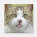 Search for stick out magnets Kitty