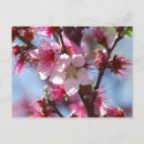 Search for pink cherry postcards Nature